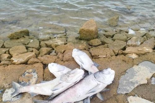 Hàng loạt cá chết chưa rõ nguyên nhân ở hồ nước lớn nhất Quảng Bình