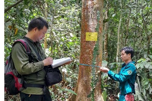 Thanh Hóa: Nhân giống, bảo tồn hai loài cây quý Vù hương và Re gừng