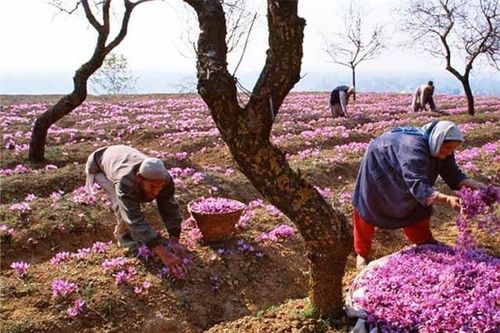 Vì sao nhụy hoa nghệ tây là loại gia vị đắt nhất thế giới, giá lên đến nửa tỉ/1kg?