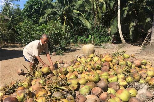 Giá dừa khô Trà Vinh tăng cao nhất từ đầu năm