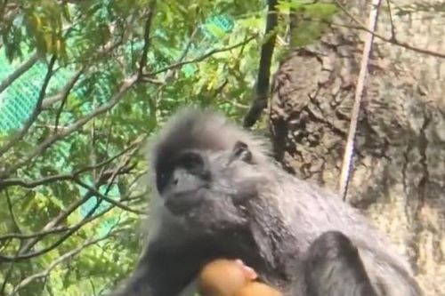'Drama' gia đình khỉ xám có con lông vàng: Mạng xã hội một lần nữa 'dậy sóng'
