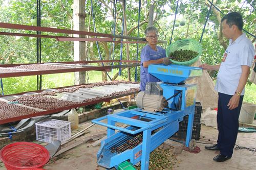 Cây mắc ca trên đất Vĩnh Lại