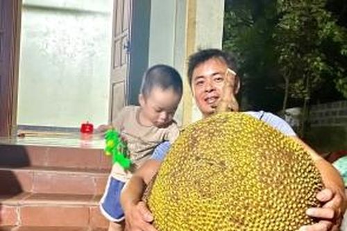 Quả mít khổng lồ nặng 56kg, cả xóm cùng nhau ăn mới hết