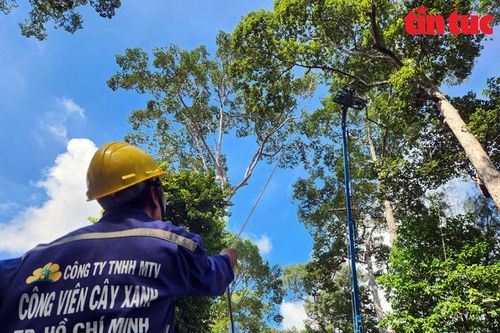 TP Hồ Chí Minh: Bay flycam để kiểm tra, cắt tỉa cây xanh sau vụ việc đáng tiếc tại Công viên Tao Đàn