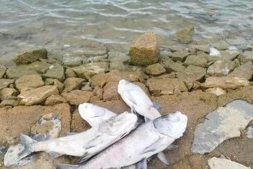 Vụ cá chết ở hồ Rào Đá- Quảng Bình: Theo quy chuẩn địa phương nước vẫn ở ''ngưỡng sạch''