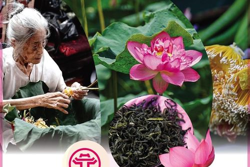 Nghề ướp trà sen Quảng An: Di sản Văn hóa phi vật thể Quốc gia