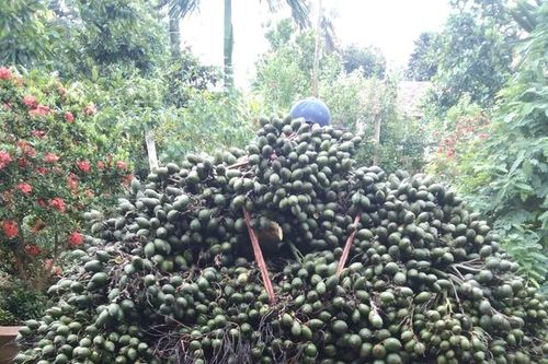 Người dân phấn khởi vì giá cau tăng cao gấp 10 lần
