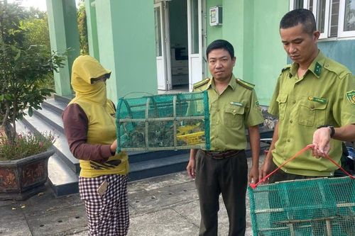 Xử lý nạn mua bán chim hoang dã làm vật phóng sinh dịp lễ Vu lan