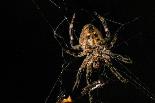 Nhện ép đom đóm đực đóng giả con cái để bẫy đồng loại