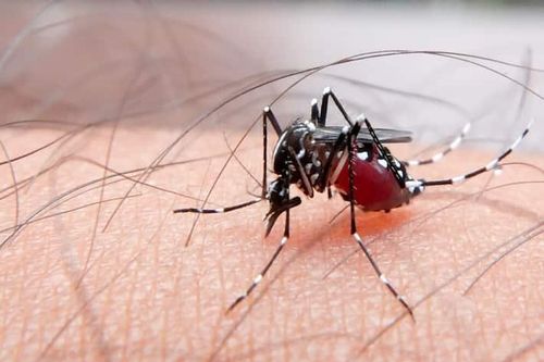 10 căn bệnh nguy hiểm do muỗi truyền và cách phòng ngừa
