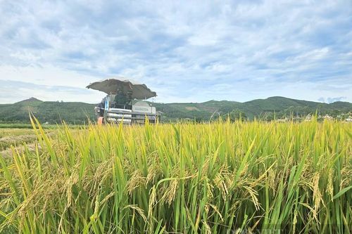 Nông dân Quảng Bình gặt lúa bán ngay tại ruộng với giá cao
