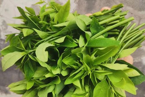 Loại rau giúp thanh nhiệt, cải thiện giấc ngủ, ngừa loãng xương