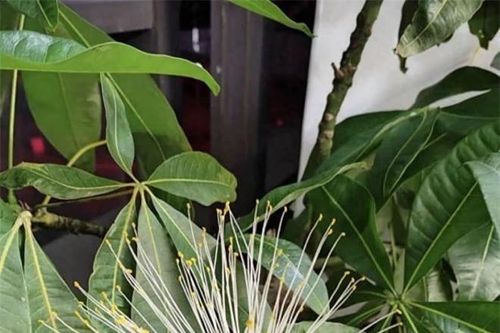 3 cây cảnh này nở hoa là 'kỳ tích' hiếm có, báo hiệu gia đình sắp có đại phúc, Thần Tài gõ cửa