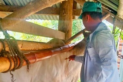 Kbang đạt 32,3% tỷ lệ tiêm phòng vắc xin trên đàn gia súc