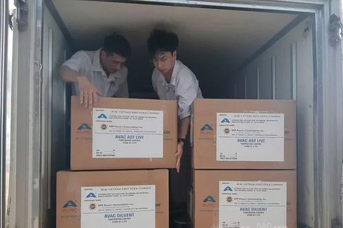 150.000 liều vắc xin dịch tả lợn châu Phi của AVAC sẽ được xuất khẩu sang Philippines