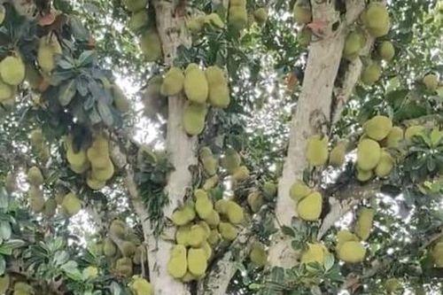 Tròn mắt xem cây mít 'vỡ kế hoạch', đếm mỏi mắt không hết