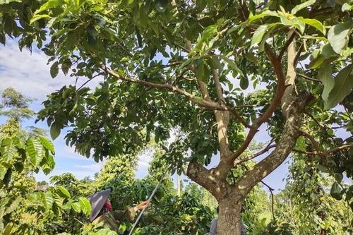 Mùa thương nhớ ở miền nắng gió - Kỳ 1: Loài hoa mang màu nắng