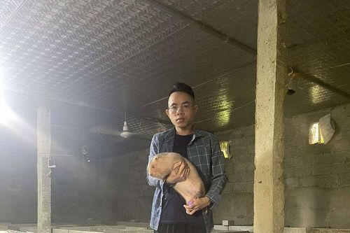 8x đút túi nửa tỷ đồng/năm nhờ nuôi loài chuột 'khổng lồ'