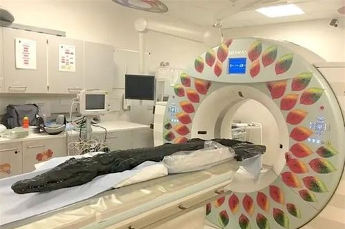 Chụp CT xác ướp cá sấu để hiểu cách cư xử của con người hơn 3.000 năm trước