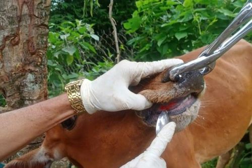 Dịch lở mồm long móng diễn biến phức tạp ở Quảng Trị