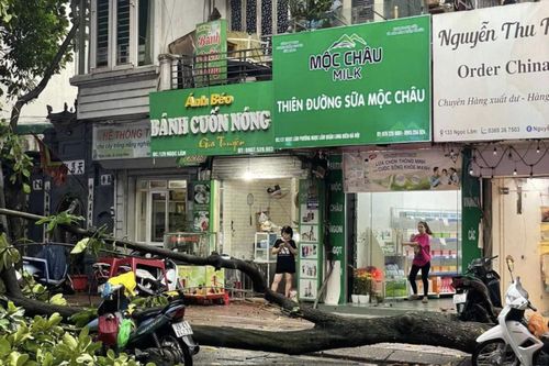 Mưa to kèm gió mạnh làm đổ cây ở Ngọc Lâm, Long Biên