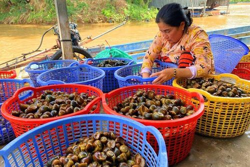 Buôn ốc đồng ở đầu nguồn