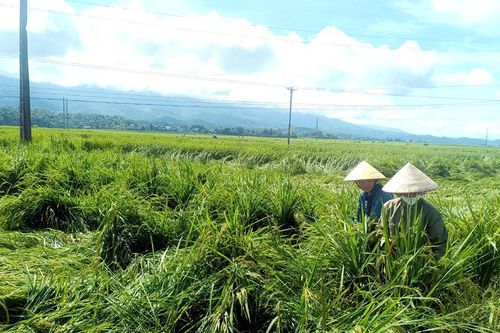 Huyện Điện Biên: Hơn 160ha lúa mùa bị đổ do mưa lớn và gió lốc