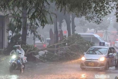 Bão số 3 khiến nhiều cây đổ ngang đường sắt, 22 chuyến tàu phải hủy