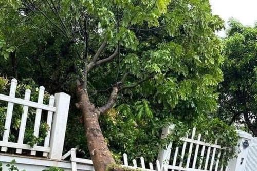 Trồng và quản lý cây xanh đô thị - bắt bệnh đổ ngã mùa mưa bão: Đừng chỉ đổ lỗi cho thiên tai
