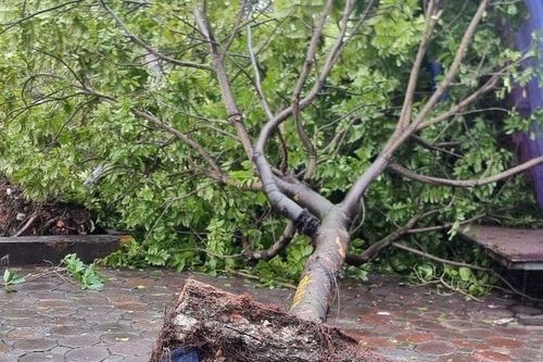 Chủ tịch Hà Nội chỉ đạo việc xử lý hàng loạt cây xanh gãy đổ do bão số 3