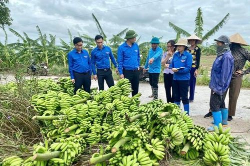 Đoàn thanh niên hỗ trợ nông dân 'giải cứu' nông sản bị thiệt hai sau cơn bão số 3