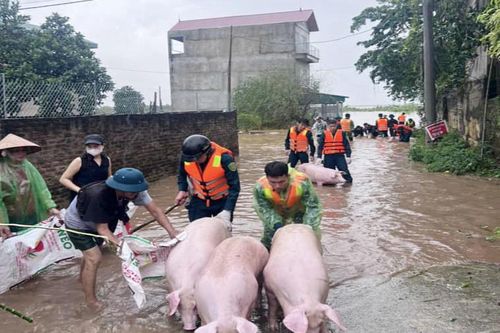 Đan Phượng kích hoạt phương án ứng phó với lũ báo động 2 trên sông Hồng