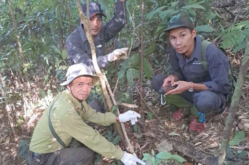 'Khắc tinh' thợ săn dưới tán rừng già