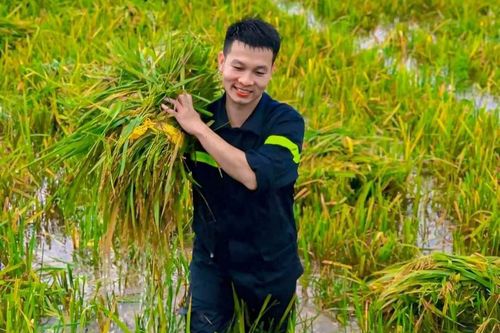 Công an thị xã Sơn Tây đẫm mồ hôi cùng bà con gặt lúa