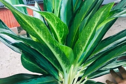 Trồng 'cây giữ tiền có ý nghĩa phong thủy giữ tiền bạc, của cải như tên gọi?