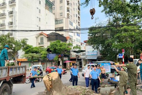 Hơn 300 Thanh tra phân luồng, đảm bảo trật tự chiến dịch thu dọn cây xanh đổ