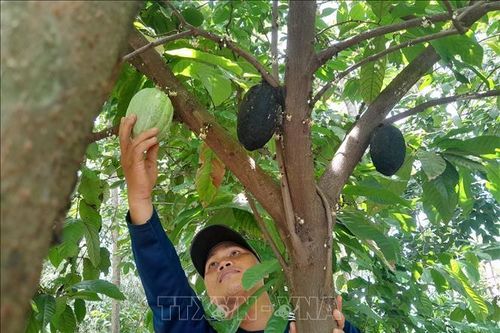 Trồng ca cao xen dưới tán cây điều, cà phê mang lại hiệu quả kinh tế