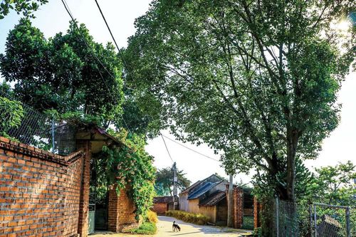 Làng tôi rồi sẽ ra sao?