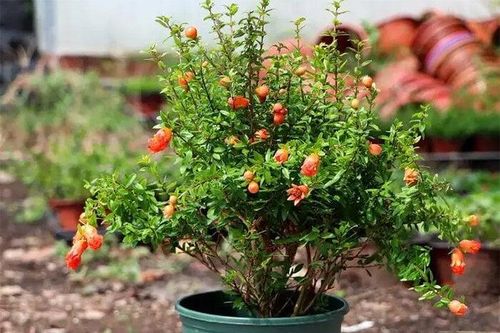 3 loại cây thích hợp trồng ban công, dễ ra trái, tốt về phong thủy