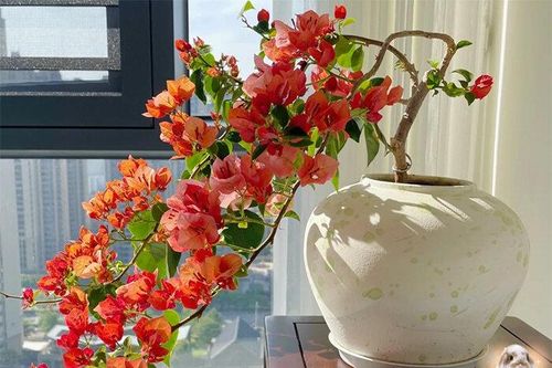5 loại cây được mệnh danh không bao giờ chết, cắm cành vào đất là mọc rễ, nở hoa