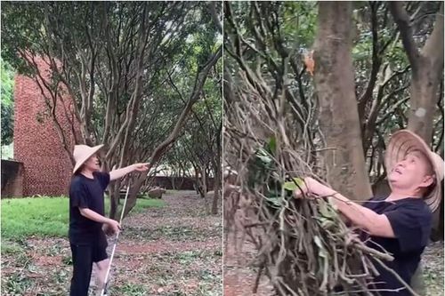 Cảnh dọn vườn sau bão như tấu hài của Xuân Hinh hút hơn 4 triệu lượt xem có gì đặc biệt?