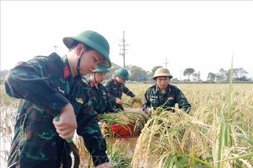 Hà Nội: Bộ đội và công an giúp người dân vùng ngập lụt thu hoạch lúa