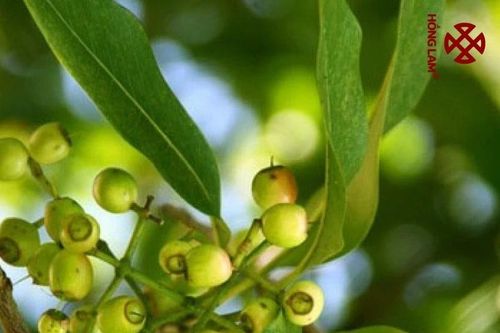 Nhóm nghiên cứu trường đại học sản xuất trà tan từ lá vối và nụ vối