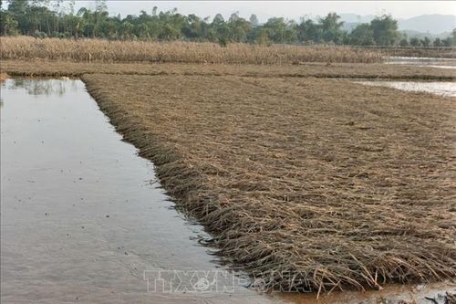 Yên Bái: Cấp bách phục hồi sản xuất nông nghiệp sau bão, lũ