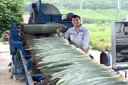 Việt Nam thành công sản xuất quy mô lớn tơ, sợi, vải sinh thái từ lá dứa