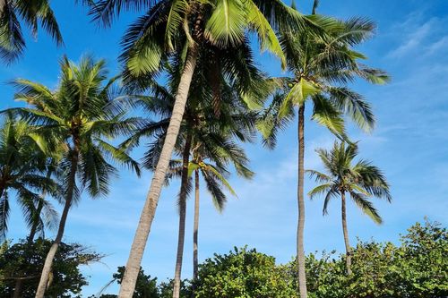 Những hàng cây bên biển