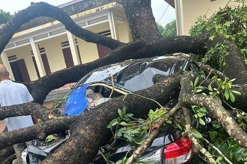 Diễn biến sức khỏe cô giáo bị cành cây gãy rơi trúng người