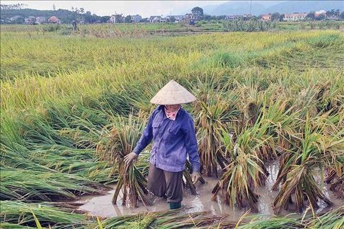 Xót xa lúa chín bị ngập nước nảy mầm tại ruộng