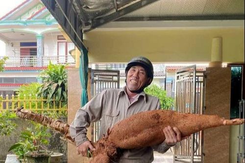 Người đàn ông đào được củ sắn 'khủng' dài hơn 1m, nặng 25 cân