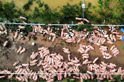 Nhiều trang trại thiệt hại sau bão, giá thịt heo lập đỉnh mới